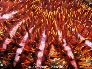 Close up on a crown of thorn!!! as close as I dared! by Stephan Gosselin 